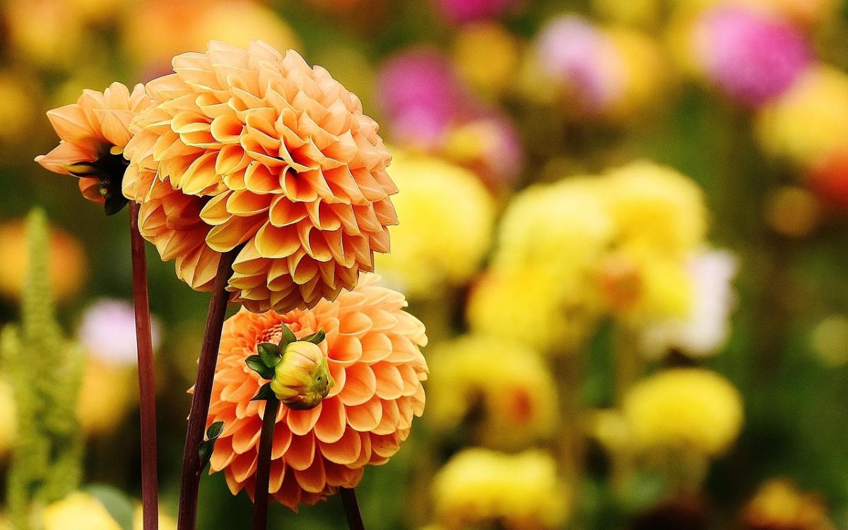 Pourquoi faire appel à un Paysagiste pour son jardin ?